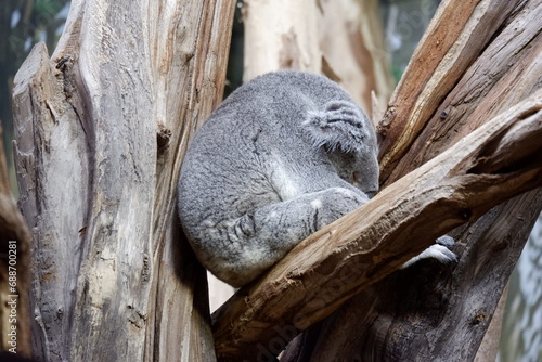 Schlafender Koala