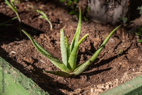 One green aloe vera plant is on a beautiful brown soil background in summer photo