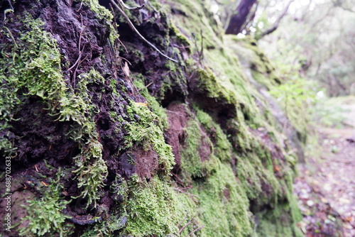 Moos an Steinwand