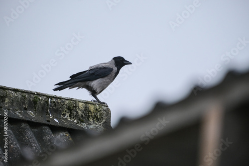 The hooded crow (Corvus cornix), also called the scald-crow or hoodie sitting on roof