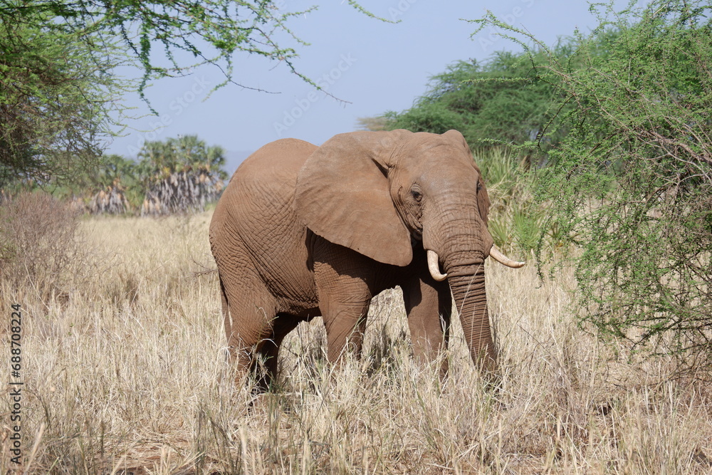 Obraz premium Elefantenbulle