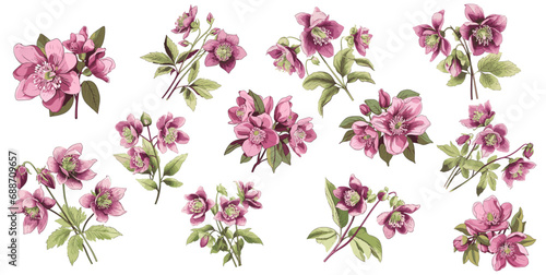 set of illustration of hellebore. spring flower bundle hellebores. isolated on a transparent background. photo
