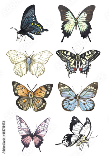 Butterflu watercolor clipart © Julia