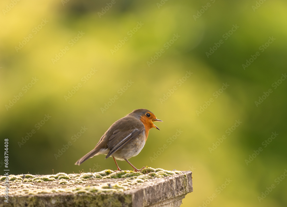 magnifique portrait d'un petit rougegorge bien mignon sublimer par de belles couleur et lumières magnifique portrait d'un petit rougegorge bien mignon sublimer par de belles couleur et lumières