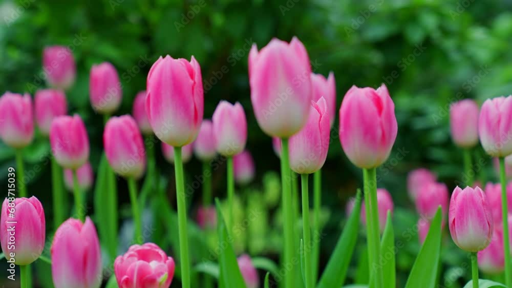 close-up shot view of bouquet blooming white and pink tulips in the garden. Spring, cool weather, winter, slow motion beautiful flowers. close-up shot view of bouquet blooming white and pink tulips in the garden. Spring, cool weather, winter, slow motion beautiful flowers.