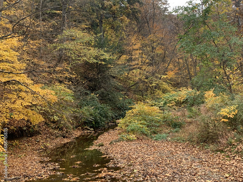 A Walk at Brady's Run