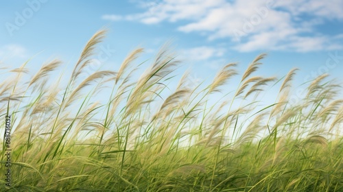  a close up of a grass field with a sky in the background and a blue sky in the foreground. © Jevjenijs