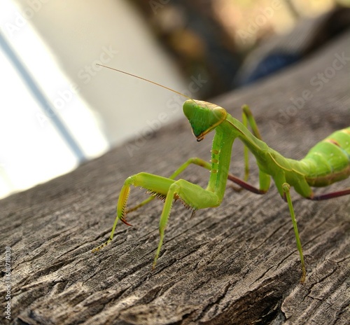 Preying mantis hunting 