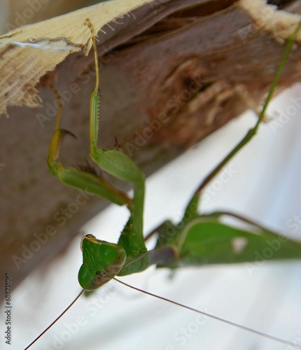 Preying mantis hunting
