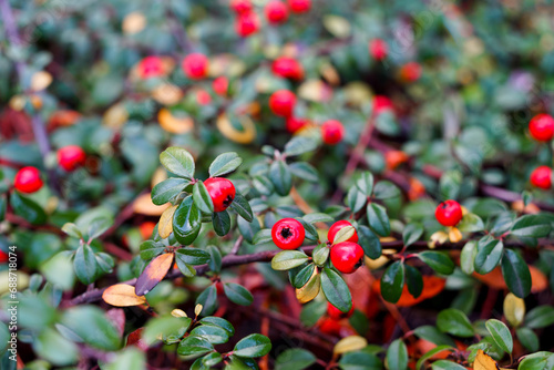 Red berries of cranberry as a garden decor