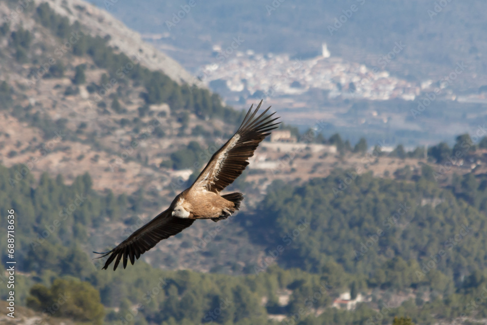 Fototapeta premium Gyps fulvus sobrevuela el barranco del Cint con la población de Beniarres al fondo, España