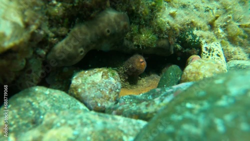 octopus coming out of a hole to the camera photo