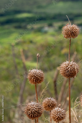 The dried flower head of the Klipp Dagga or Lions Ear scientific name Leonotis Nepetifolia with a blurred green background in Kauai, Hawaii, United States.
 photo