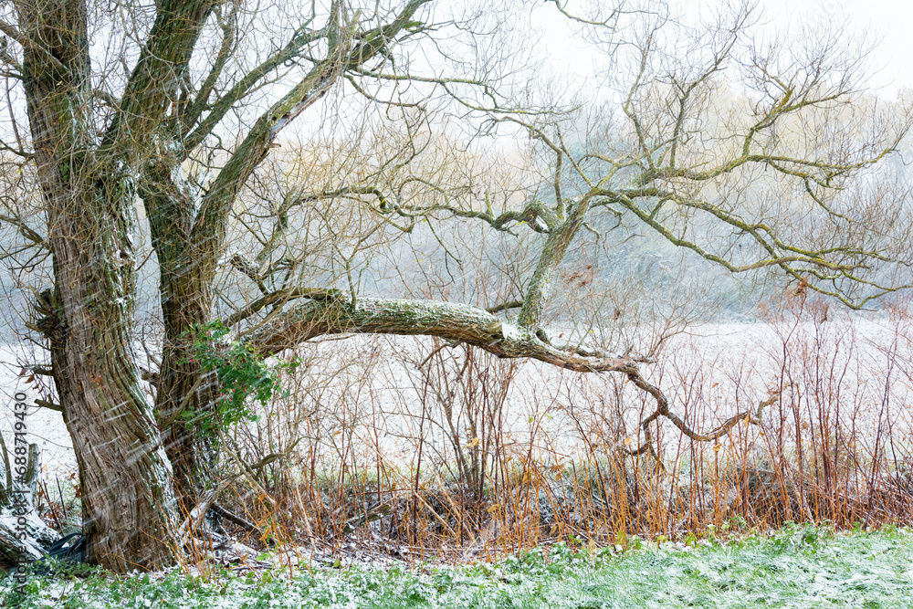 Fototapeta premium tree in snow storm burgenland