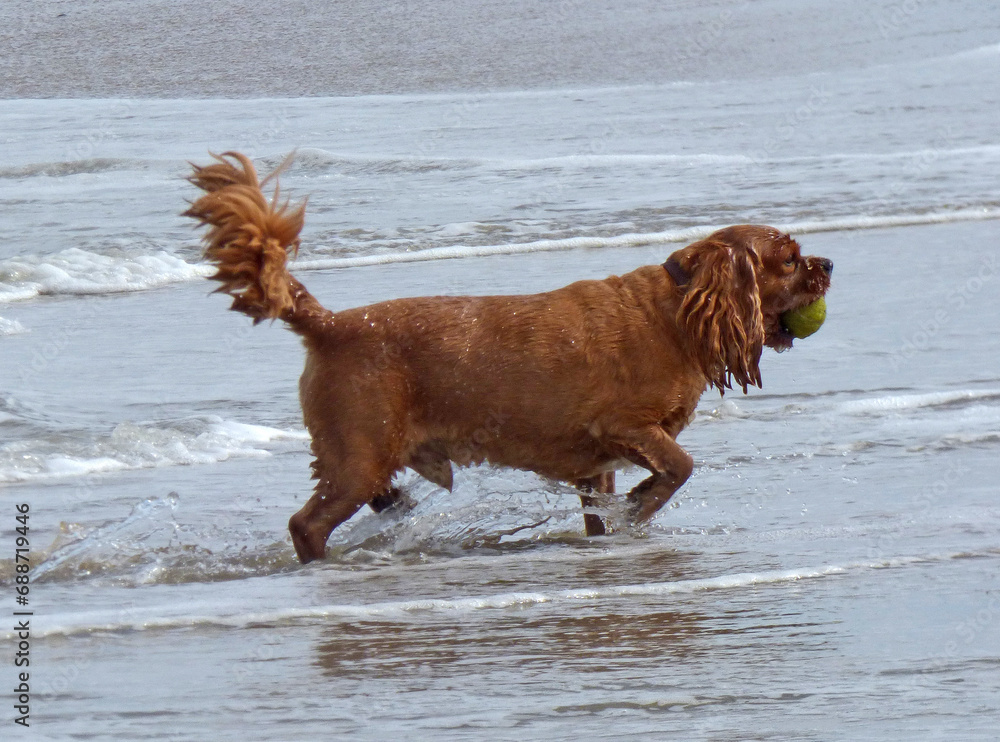 English Cocker Spaniel plays with a ball at the beach. He just pulled it out of the sea English Cocker Spaniel plays with a ball at the beach. He just pulled it out of the sea