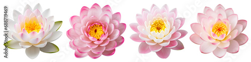 lotus flowers set isolated on transparent background - design element PNG cutout collection