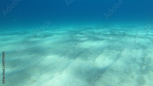 Alive sole fish swimming on a sandy surface underwater in Ikaria	 photo