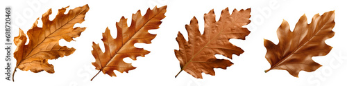 dry oak leaves set isolated on transparent background - design element PNG cutout collection