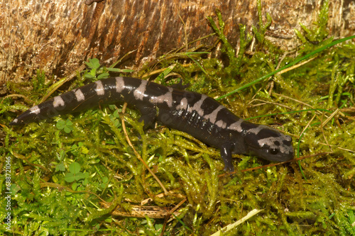 Closeup on an adult North-American marbled salamander,  Ambystoma opcaum sitting on green moss