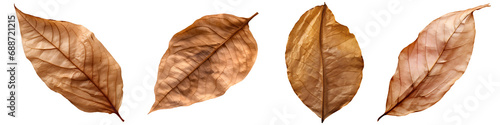 dry leaves set isolated on transparent background - design element PNG cutout collection