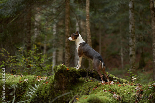 Alert Dog in Forest, A vigilant mixbreed stands in the woods, surveying its surroundings with keen interest. The setting exudes a tranquil, adventurous spirit amidst the forest's serenity. photo