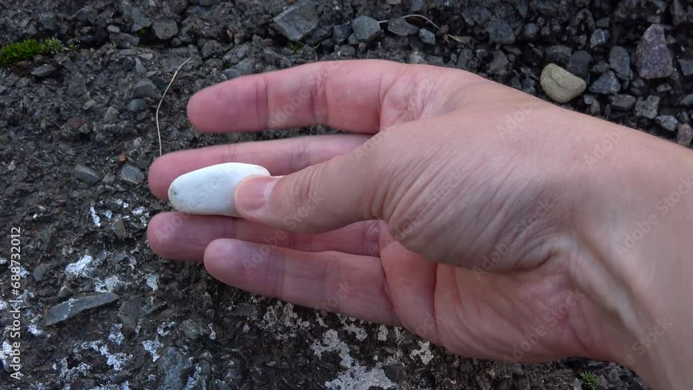 White pebble in the hand. Small white pebble on the palm. White pebble in the hand. Small white pebble on the palm.