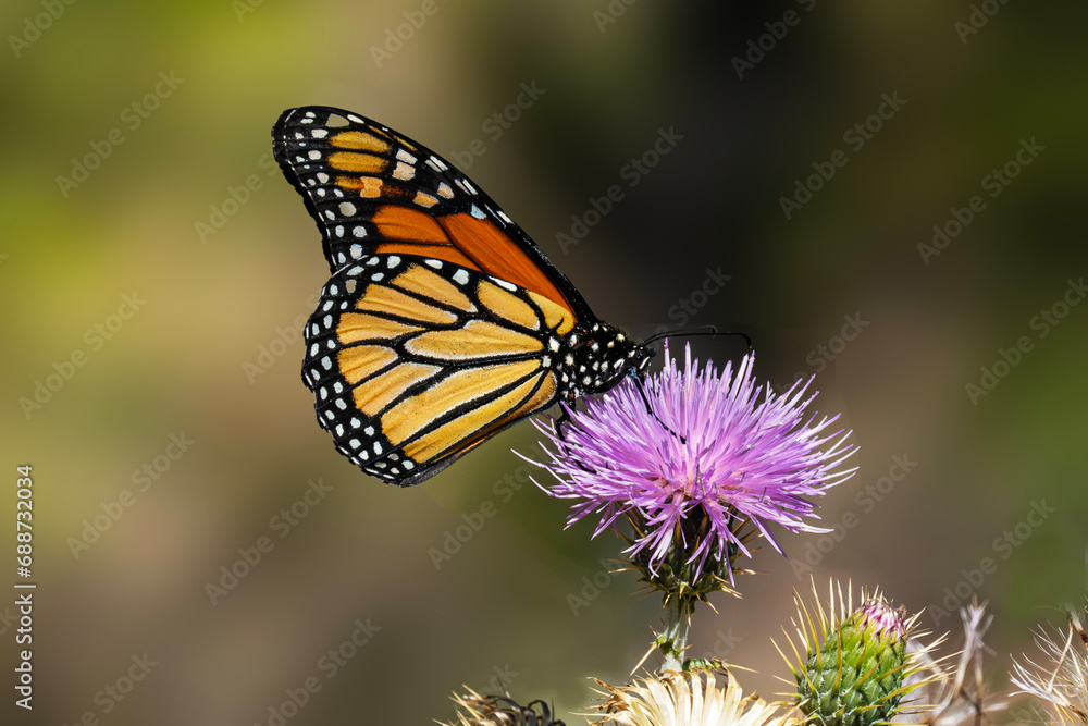 Monarch Butterfly (Danaus plexippus) Feeding on. Arizona Thistle (Cirsium anrzonicum) Monarch Butterfly (Danaus plexippus) Feeding on. Arizona Thistle (Cirsium anrzonicum)
