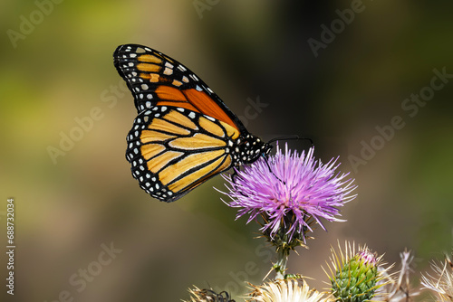 Monarch Butterfly (Danaus plexippus) Feeding on. Arizona Thistle (Cirsium anrzonicum) © Jim