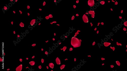 Red rose petals falling spring red blossom romantic valentine day, anniversary, bridal, engagement, wedding event overlay 4k background loop