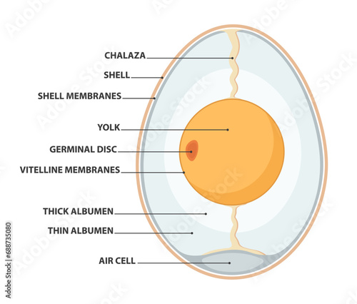 Vector illustration of egg anatomy. Schematic diagram. Transparent background. photo