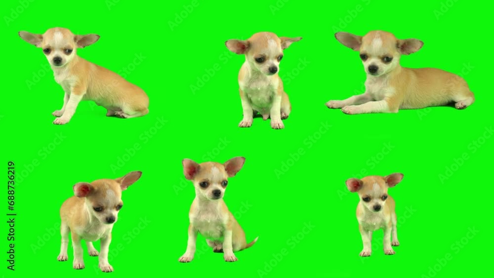 dog puppy isolated on green background screen set dog puppy isolated on green background screen set