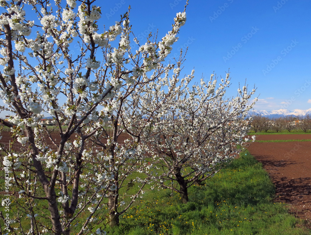 Blossoming cherry trees on a sunny spring day in the field on the plain Blossoming cherry trees on a sunny spring day in the field on the plain