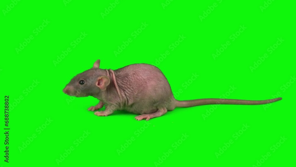 rat mouse isolated on green background screen rat mouse isolated on green background screen