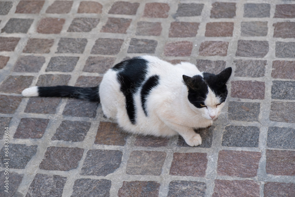 Bicolor cat sits on paved pavement background. Black and white kitty on Greek sidewalk. Above view Bicolor cat sits on paved pavement background. Black and white kitty on Greek sidewalk. Above view