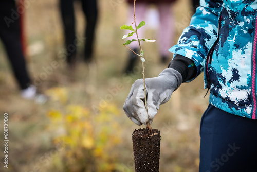 Oak sapling ready to be planted during a afforestation process
