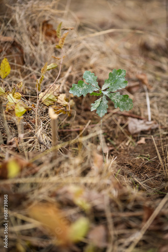 Oak sapling ready to be planted during a afforestation process