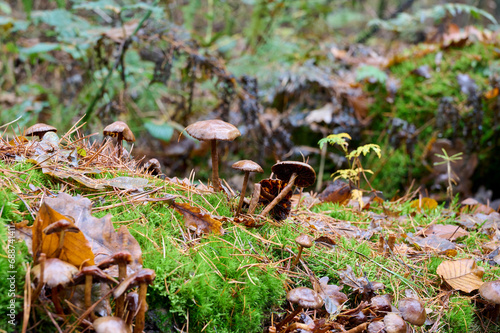 dark brown mushrooms in the sun, with beautiful green grass and surrounded by autumn leaves © H.A.Colijn