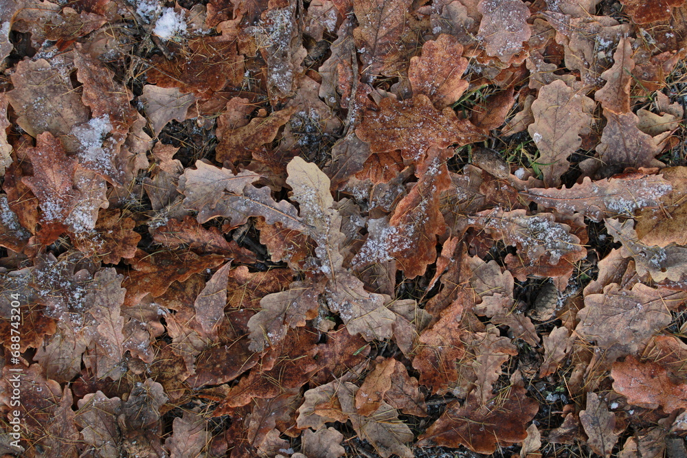 Fototapeta premium texture of frozen oak leaves