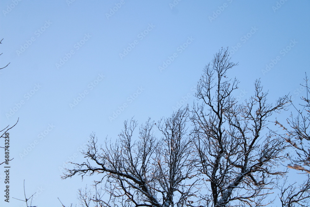 frozen winter branches against the sky. frozen winter branches against the sky.