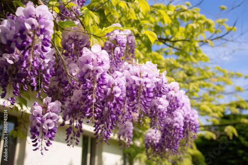 Blooming Wisteria Sinensis closeup