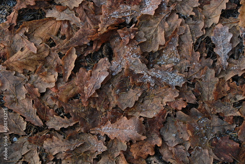 texture of frozen oak leaves