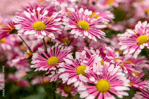 Pink chrysanthemum in the park and garden. Plant in a botanical garden.