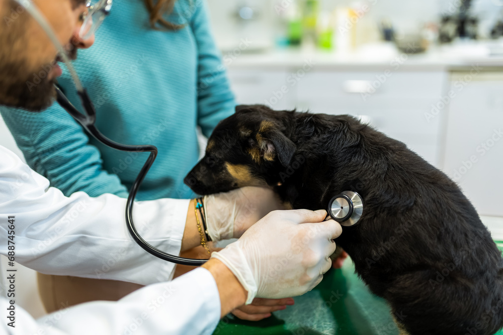 Young man, a veterinarian by profession, examines a dog in modern vet clinic.Young owner helps to calm down the pet and talks with the vet specialist. Young man, a veterinarian by profession, examines a dog in modern vet clinic.Young owner helps to calm down the pet and talks with the vet specialist.