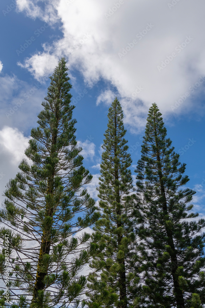 The beautiful tall thin Cook's Pine, New Caledonia Pine, Cook Araucaria, or Columnar Araucaria, or Araucaria columnaris scientific name in Kauai, Hawaii, United States.
