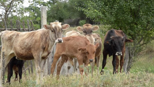 Wallpaper Mural calves in the pasture, waving their tails to drive away flies Torontodigital.ca