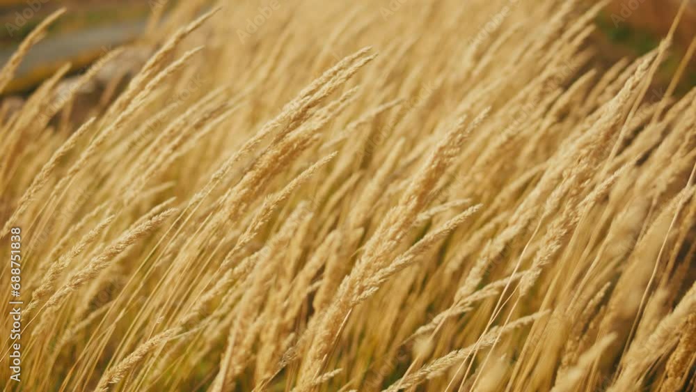 Wheat field, ears of wheat swaying from the gentle wind. Golden ears are slowly swaying in the wind close-up. View of ripening wheat field at summer day. Agriculture industry. Wheat field, ears of wheat swaying from the gentle wind. Golden ears are slowly swaying in the wind close-up. View of ripening wheat field at summer day. Agriculture industry.