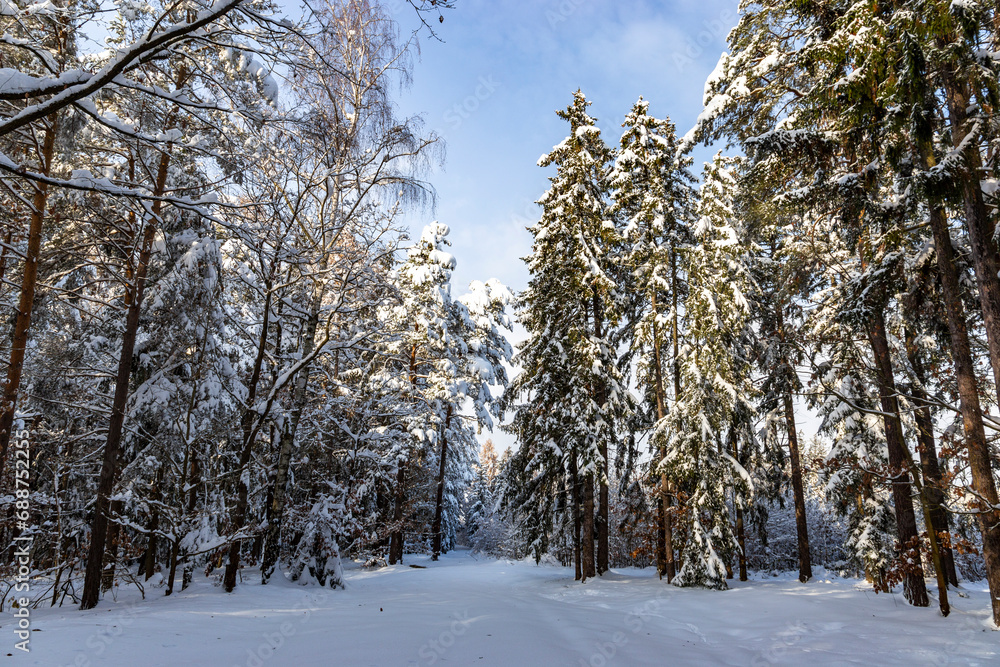 Snowy forest after heavy snowfall in central Europe Snowy forest after heavy snowfall in central Europe