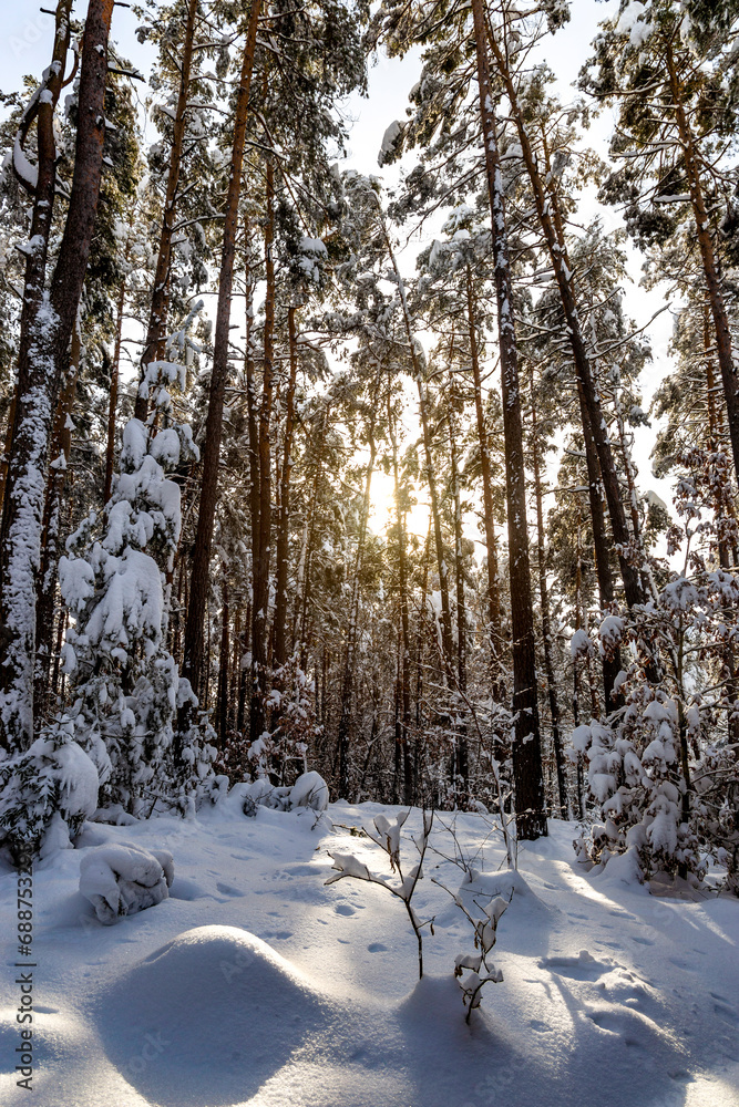 Fototapeta premium Snowy forest after heavy snowfall in central Europe