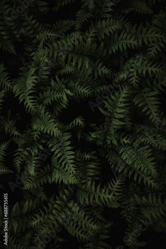 green fern background © samiepearl
