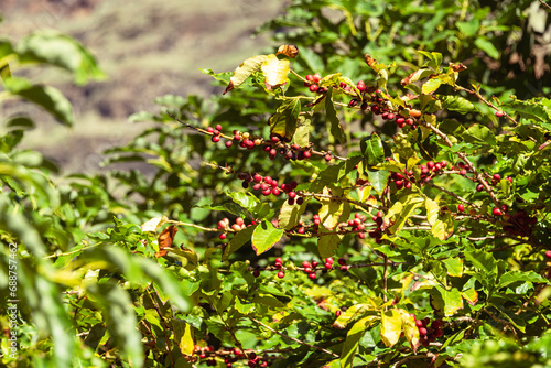 Coffea Arabica Cherries Ready For Harvesting